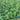 Mint (Organic)
