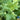 Lettuce, Leaf - Black Seeded Simpson (Organic)