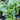 Lettuce, Butterhead - Buttercrunch (Organic)