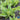 Lettuce, Leaf - Deer Tongue - Amish (Organic)