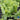 Lettuce, Crisphead - Great Lakes (Organic)