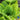 Lettuce, Romaine - Jericho (Organic)