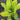 Lettuce, Butterhead - Little Gem (Organic)