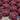 Lettuce, Leaf - Lolla Rossa Darkness (Organic)