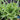 Lettuce, Leaf - Oakleaf - Royal (Organic)