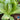 Lettuce, Romaine - Parris Island Cos (Organic)