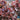 Lettuce, Leaf - Red Sails (Organic)