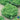 Lettuce, Leaf - Salad Bowl Green (Organic)