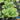 Lettuce, Butterhead - Summer Bibb (Organic)