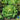 Lettuce, Butterhead - Tom Thumb (Organic)