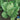 Lettuce, Romaine - Vivian (Organic)