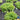 Lettuce, Leaf - Tango (Organic)