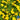 Marigold - Lemon Gem (Organic)