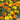 Marigold - Starlight (Organic)