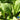 Mustard - Tendergreen (Organic)