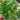 Parsley - Plain (Organic)