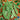 Pea - Oregon Giant (Organic)