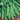Pea - Oregon Sugar Pod II (Organic)