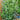 Pea - Patio Pride (Organic)