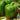 Pepper, Sweet - Emerald Giant (Organic)