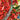 Pepper, Sweet - Pepperoncini Italian (Organic)