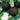 Radish - Black Spanish Round (Organic)