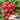 Radish - Cherrybelle (Organic)