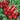 Radish - Rudolph (Organic)