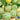 Squash, Summer - Scallop - Bennings Green Tint (Organic)