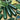 Squash, Summer - Dark Green Zucchini (Organic)