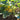 Squash, Summer - Early Prolific Straightneck (Organic)