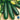 Squash, Summer - Fordhook Zuchinni (Organic)