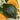 Squash, Winter - Hubbard Baby Green (Organic)