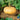 Squash, Winter - Long Island Cheese (Organic)