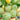 Squash, Summer - Lunar Eclipse F1 (Organic)