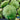 Squash, Summer - Peter Pan F1 (Organic)