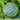 Squash, Summer - Round Zuchinni (Organic)