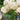 Squash, Summer - Scallop - Early White Bush (Organic)