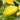 Squash, Summer - Scallop - Yellow Bush (Organic)