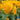 Sunflower - Goldie F1 (Organic)