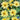 Sunflower - Lemon Queen (Organic)