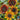 Sunflower - Mardi Gras Blend Tall (Organic)
