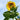 Sunflower - Skyscraper (Organic)