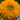 Sunflower - Teddy Bear (Organic)