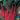 Swiss Chard - Cardinal (Organic)