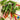 Swiss Chard - Rainbow Blend (Organic)