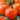 Tomato - Bonnie's Best (Organic)