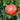 Tomato - Cherokee Purple (Organic)