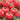 Tomato - Clear Pink (Organic)