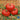 Tomato - Dutchman (Organic)